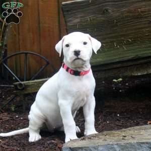 Roxi, Dogo Argentino Puppy