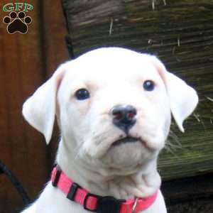 Roxi, Dogo Argentino Puppy