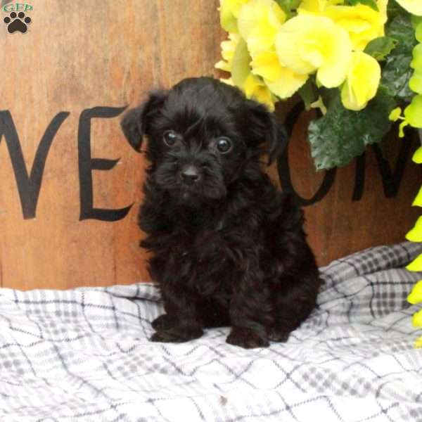 Roxie, Yorkie Poo Puppy
