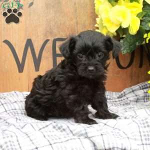 Roxie, Yorkie Poo Puppy