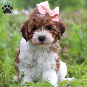 Roxy, Yorkie Poo Puppy
