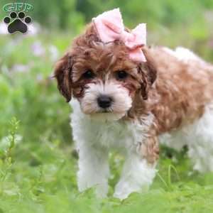 Roxy, Yorkie Poo Puppy