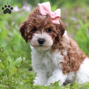Roxy, Yorkie Poo Puppy