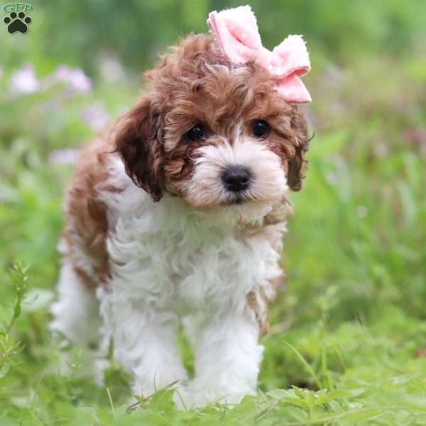 Roxy, Yorkie Poo Puppy