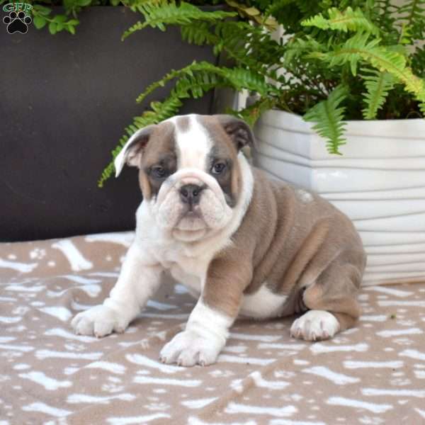 Roxy, English Bulldog Puppy