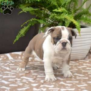 Roxy, English Bulldog Puppy