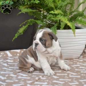 Roxy, English Bulldog Puppy