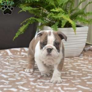 Roxy, English Bulldog Puppy