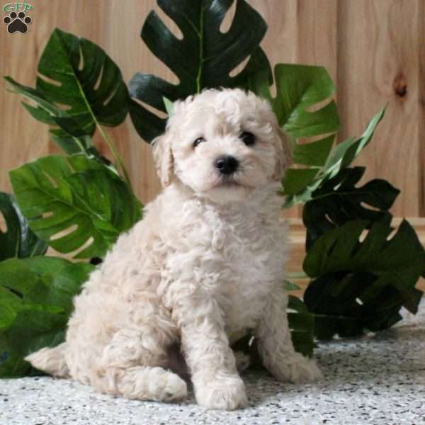 Roxy, Miniature Poodle Puppy