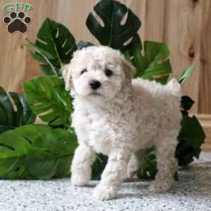 Roxy, Miniature Poodle Puppy