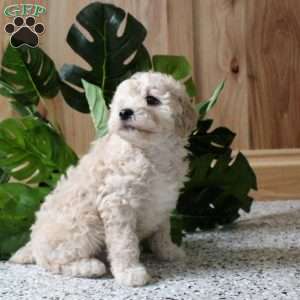 Roxy, Miniature Poodle Puppy