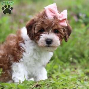 Roxy, Yorkie Poo Puppy