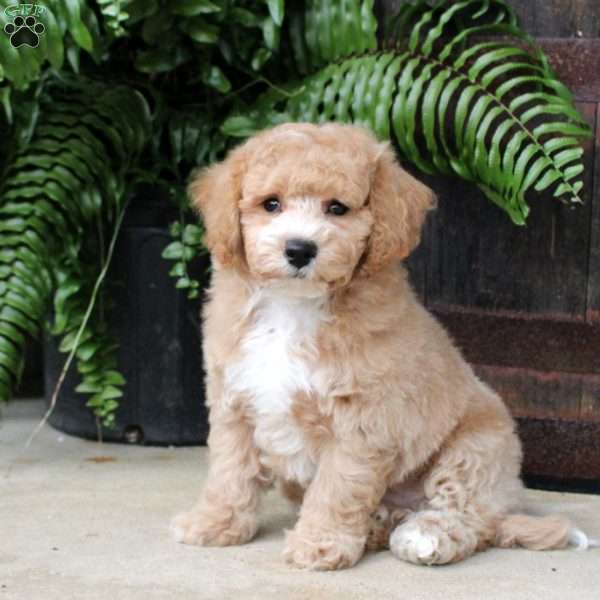 Roy, Bich-Poo Puppy