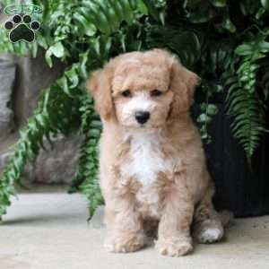 Roy, Bich-Poo Puppy