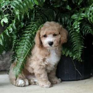 Roy, Bich-Poo Puppy