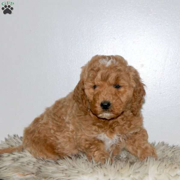 Rubble, Mini Labradoodle Puppy