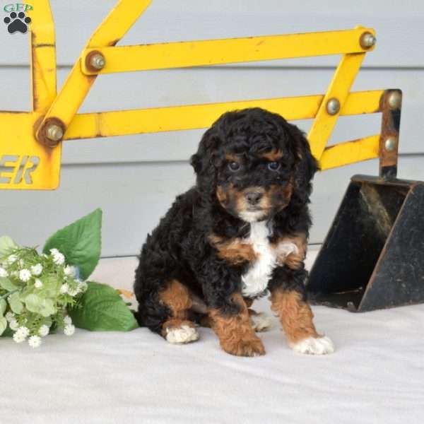 Rubble, Miniature Poodle Puppy