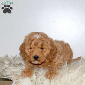Rubble, Mini Labradoodle Puppy