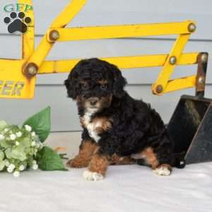 Rubble, Miniature Poodle Puppy