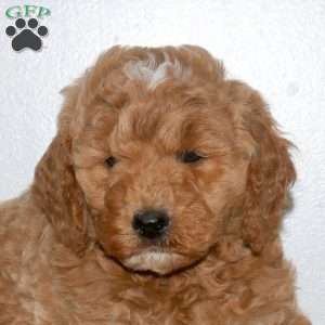 Rubble, Mini Labradoodle Puppy