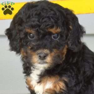 Rubble, Miniature Poodle Puppy