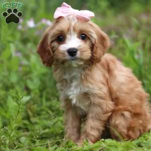 Ruby, Cavapoo Puppy
