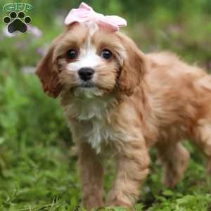 Ruby, Cavapoo Puppy