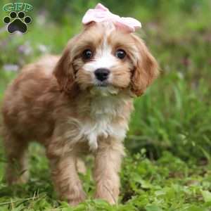Ruby, Cavapoo Puppy