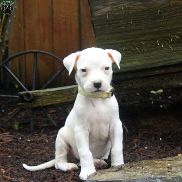 Ruby, Dogo Argentino Puppy