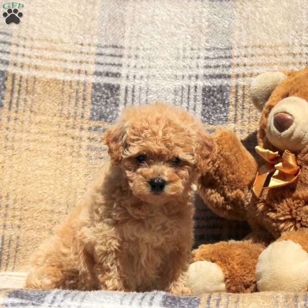 Ruby, Bich-Poo Puppy