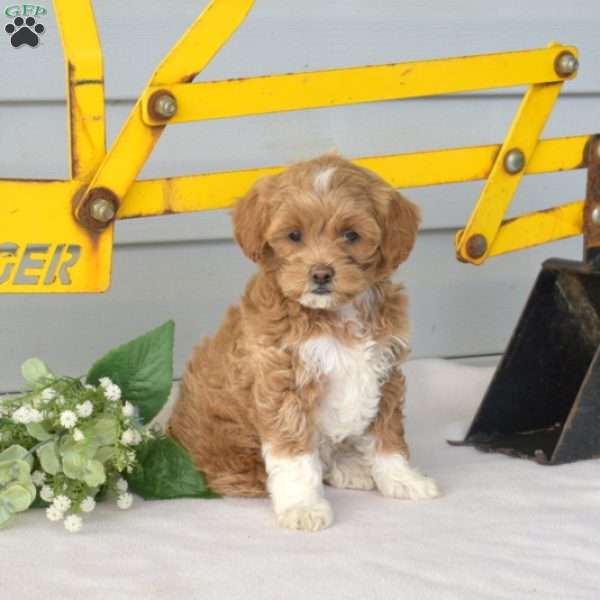 Ruby, Miniature Poodle Puppy