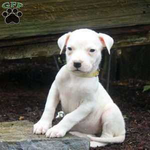 Ruby, Dogo Argentino Puppy