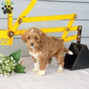 Ruby, Miniature Poodle Puppy