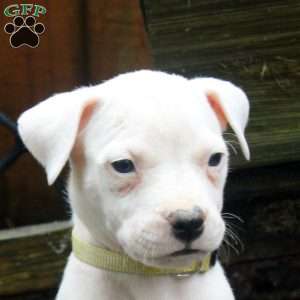 Ruby, Dogo Argentino Puppy