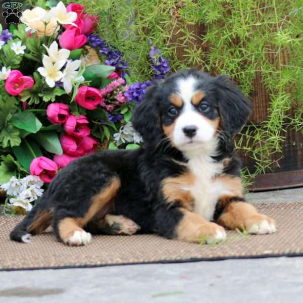 Ruby, Miniature Bernese Mountain Dog Puppy