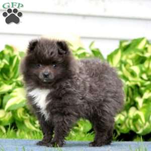 Ruby, Pomeranian Puppy