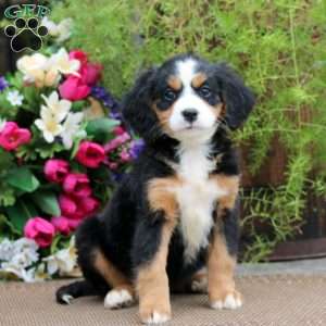 Ruby, Miniature Bernese Mountain Dog Puppy