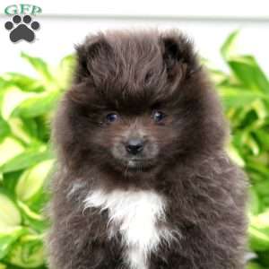 Ruby, Pomeranian Puppy