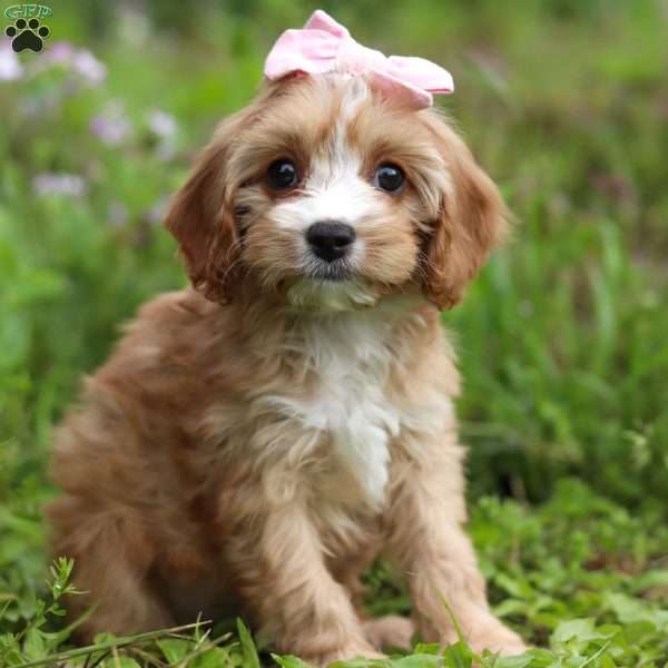 Ruby, Cavapoo Puppy