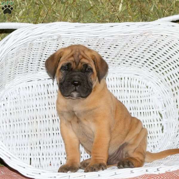 Rudolf, Presa Cane Canario Puppy