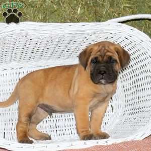 Rudolf, Presa Cane Canario Puppy