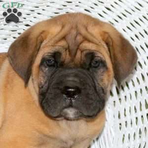 Rudolf, Presa Cane Canario Puppy
