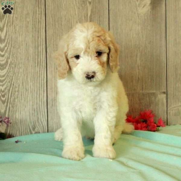 Rudy, Standard Poodle Puppy