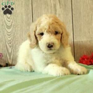 Rudy, Standard Poodle Puppy