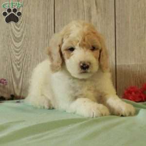 Rudy, Standard Poodle Puppy