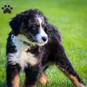 Rue, Mini Bernedoodle Puppy