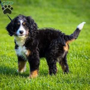 Rue, Mini Bernedoodle Puppy