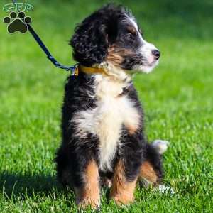 Rue, Mini Bernedoodle Puppy
