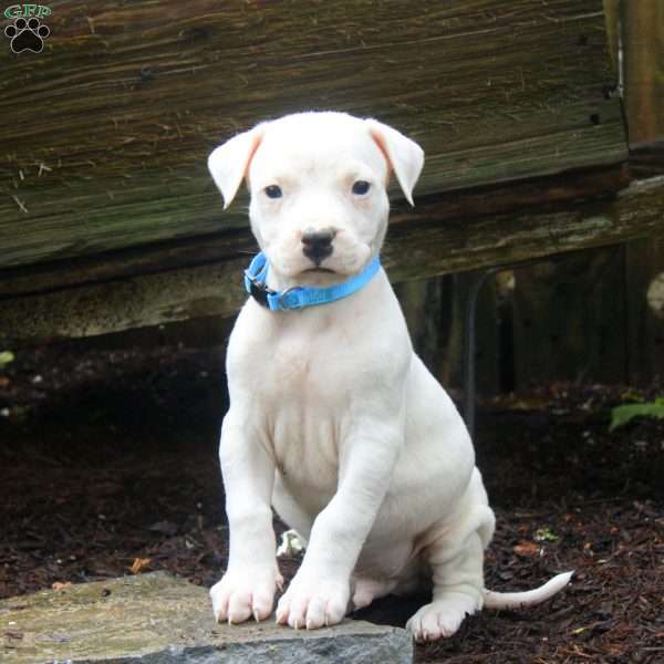 Ruger, Dogo Argentino Puppy