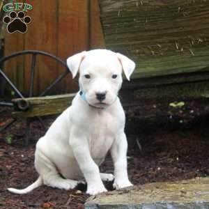 Ruger, Dogo Argentino Puppy
